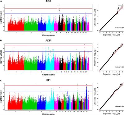 New Insights From Imputed Whole-Genome Sequence-Based Genome-Wide Association Analysis and Transcriptome Analysis: The Genetic Mechanisms Underlying Residual Feed Intake in Chickens